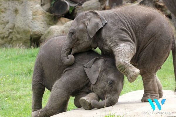 Mơ ngủ thấy hai con voi đang đánh nhau